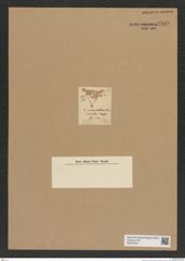 Diatomeae indet. Zeichnungen Sammlung Grunow Nr. 6889 (NHMW-BOT-W0375753)